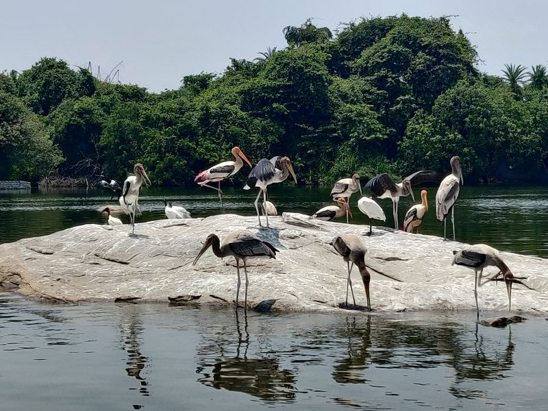 Ranganathittu Bird Sanctuary, Srirangapatna, Karnataka, India