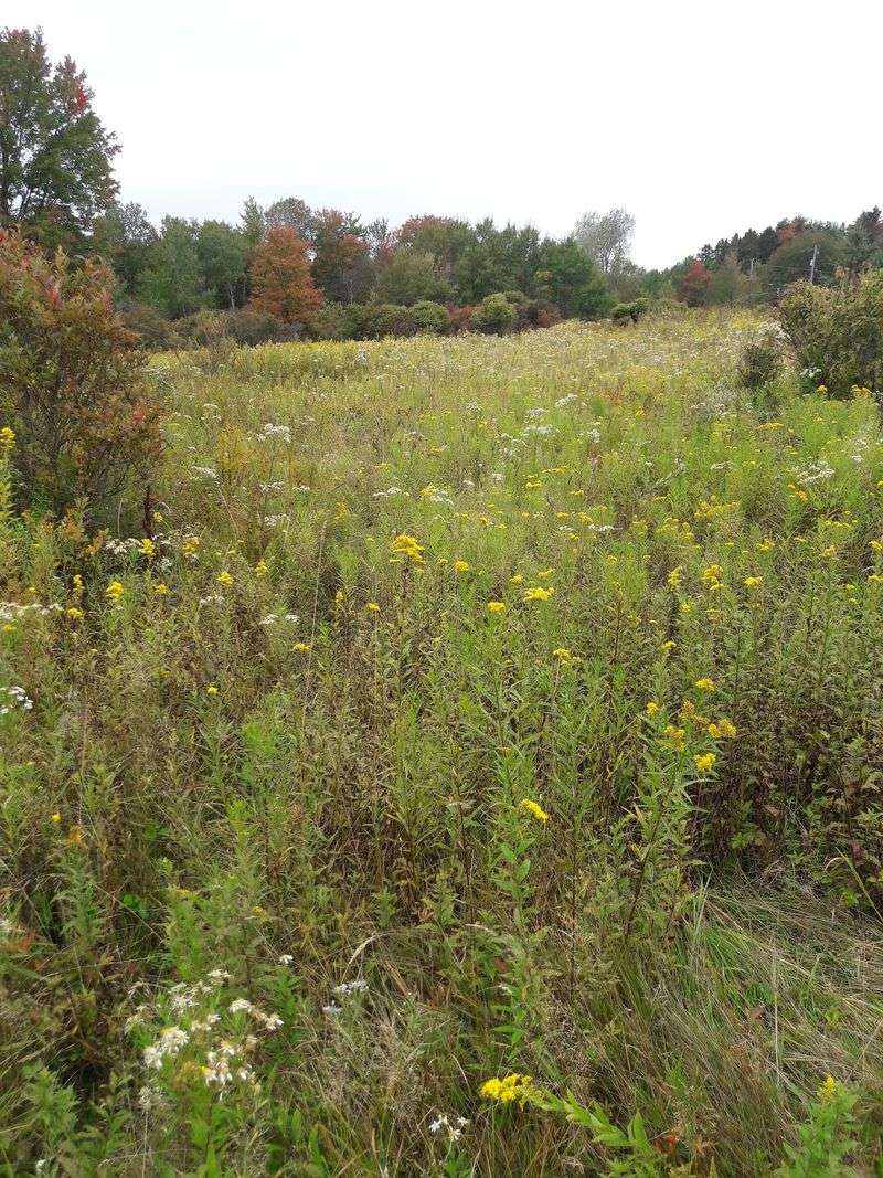 Rare Plants That Thrive in Acidic Soil Nobody Else Wanted