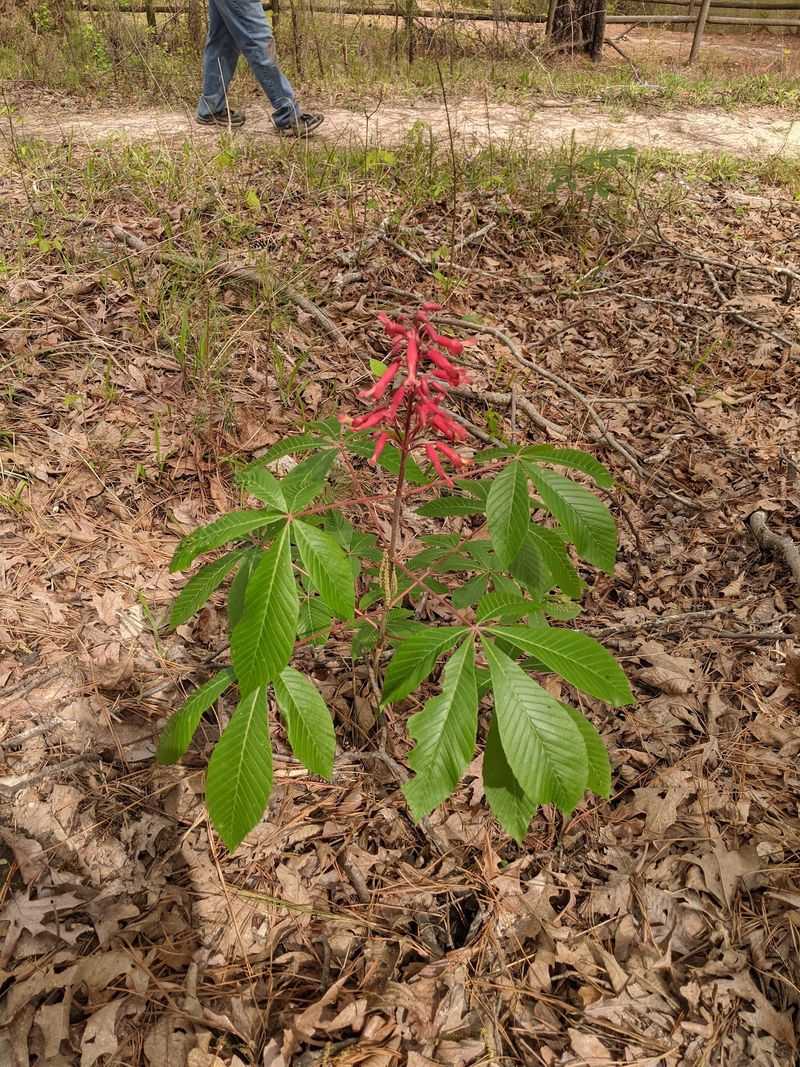Rare and Unusual Plant Life Thriving in the Forest