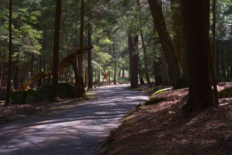 Record-Breaking Pines and the Trees That Defy Expectations Record-Breaking Pines and the Trees That Defy Expectations