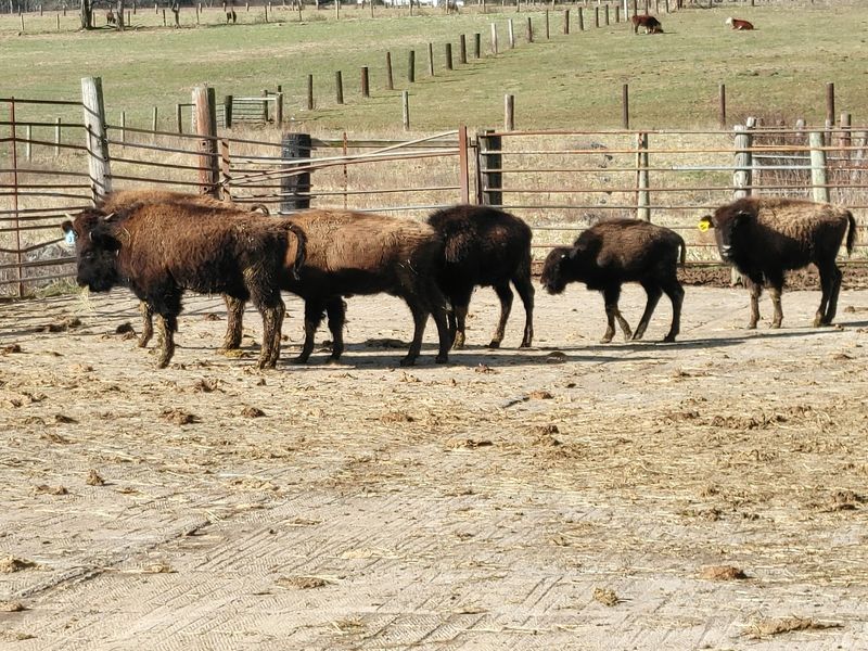 Red Dog Day And The Baby Bison Draw