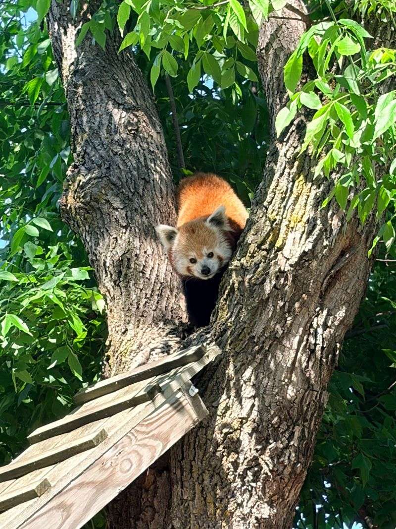 Red Pandas and the Element of Surprise Red Pandas and the Element of Surprise