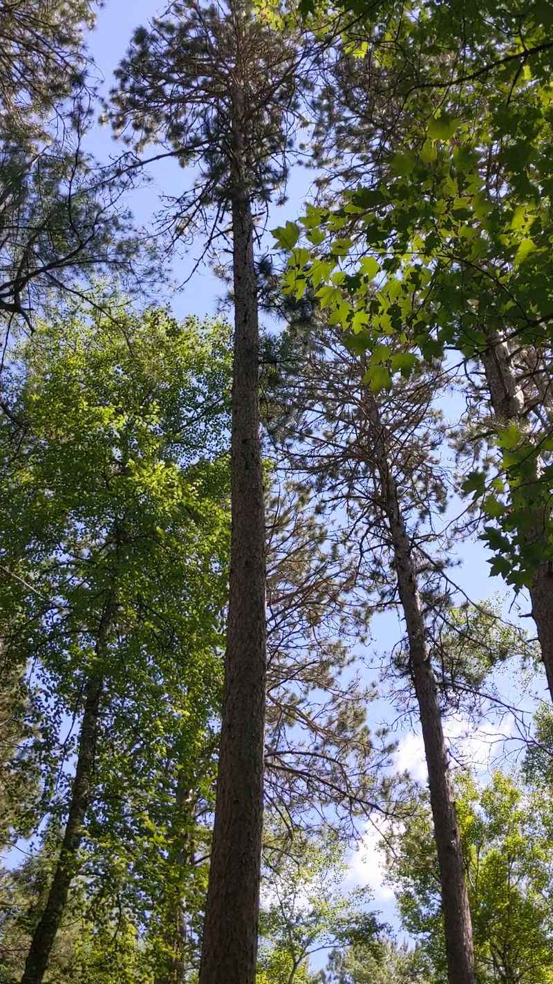 Red Pines, White Pines, and the Forest in Between Red Pines, White Pines, and the Forest in Between