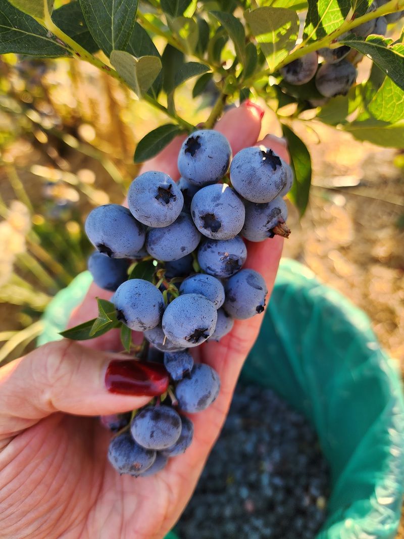 Redland Blueberry Farm, Oregon City Redland Blueberry Farm, Oregon City