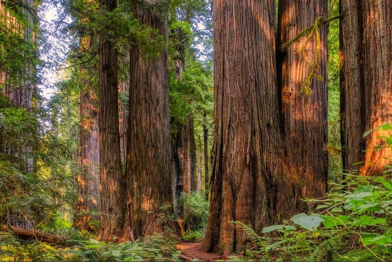 Redwood Highway and Newton B. Drury Scenic Parkway, California