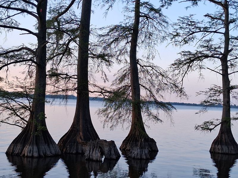 Reelfoot Lake, Tennessee, Tiptonville Reelfoot Lake, Tennessee, Tiptonville