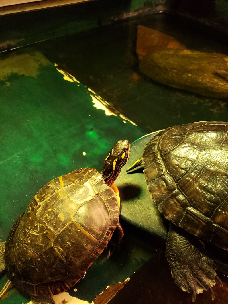 Reptiles, Amphibians, and a Surprise Ferret Reptiles, Amphibians, and a Surprise Ferret