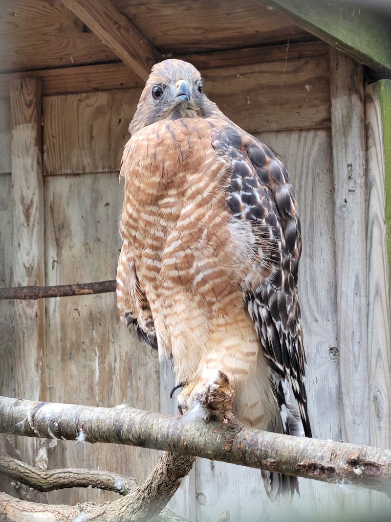 Resident Owls Hawks And Other Raptors Resident Owls Hawks And Other Raptors