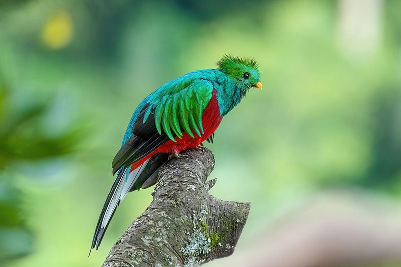 Resplendent Quetzal - Guatemala