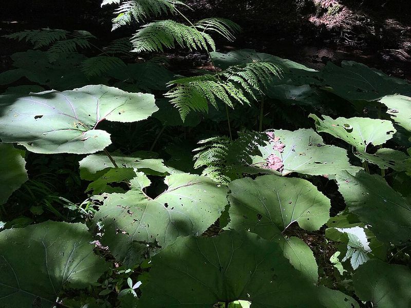 Rhubarb Leaves