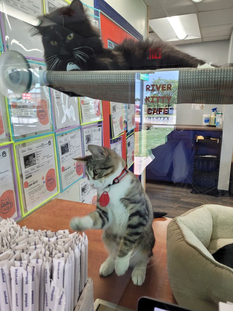 River Kitty Cafe - Peoria River Kitty Cafe - Peoria