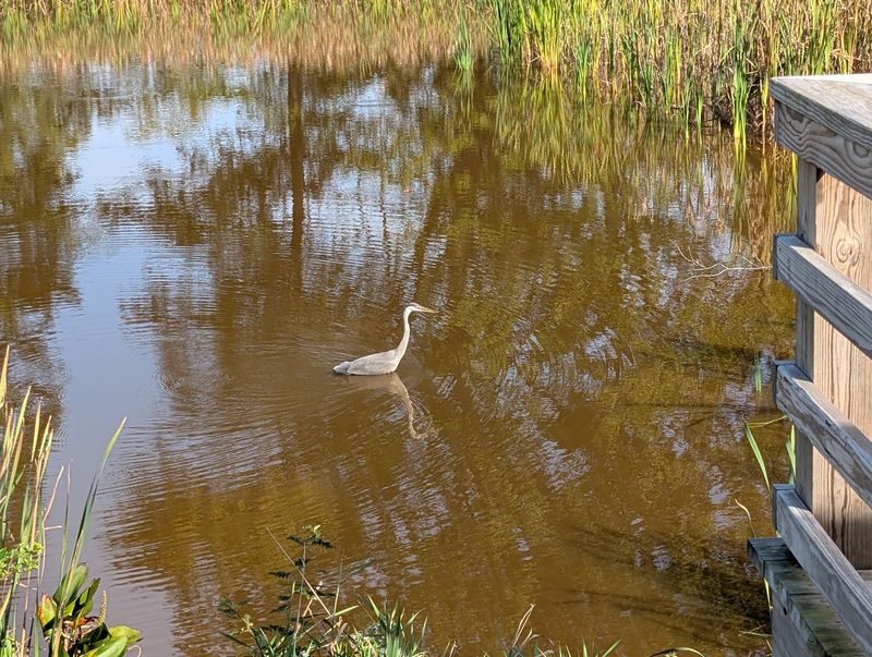 River Views and Wildlife Overlooks River Views and Wildlife Overlooks