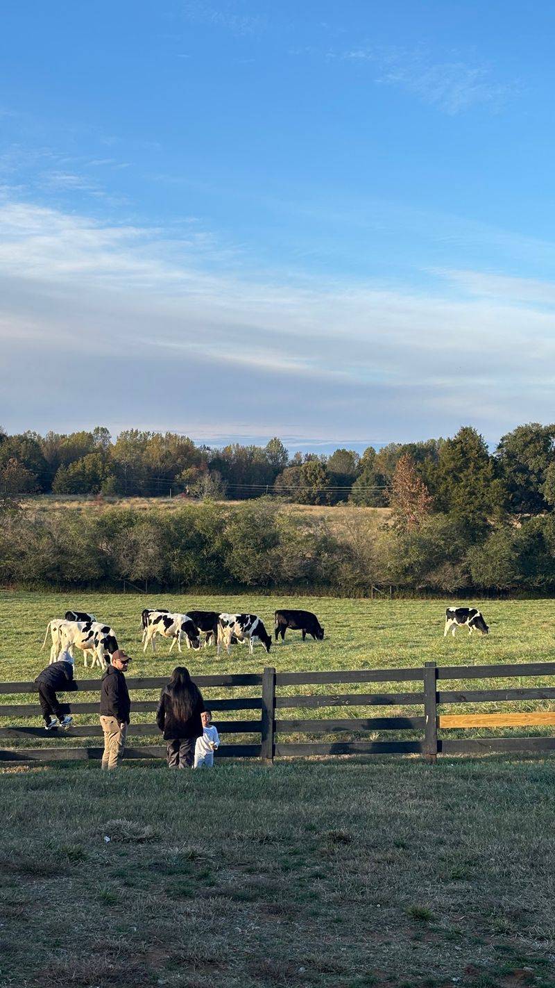 Roaming Cows and Picnic Table Views Roaming Cows and Picnic Table Views