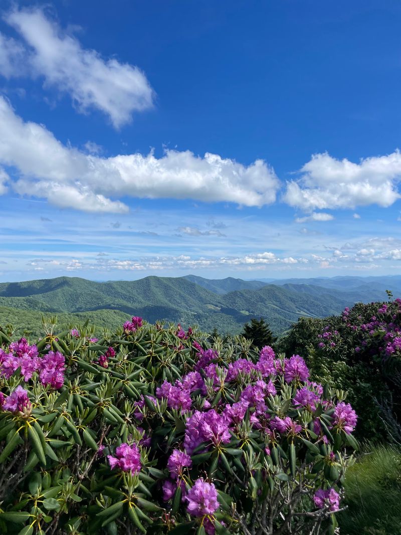 Roan Mountain State Park, Roan Mountain