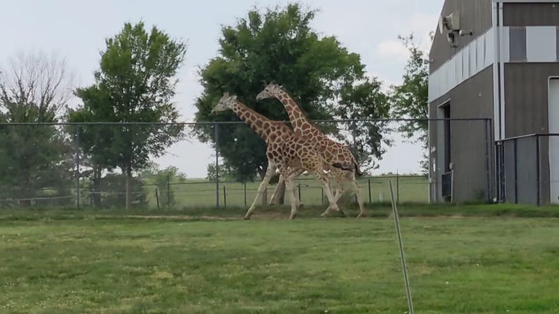 Rolling Hills Zoo, Salina, Kansas