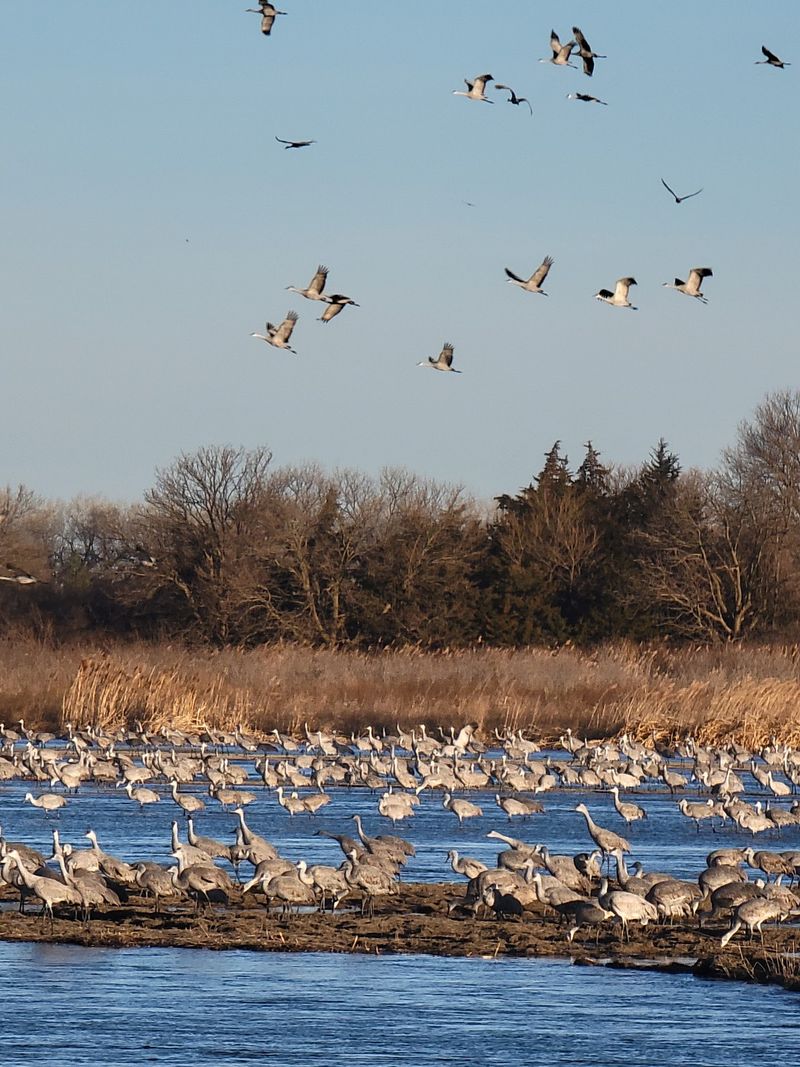 Rowe Sanctuary, Gibbon, Nebraska Rowe Sanctuary, Gibbon, Nebraska