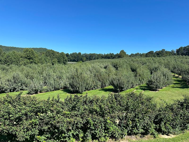 Rows Of Juicy Apples Waiting To Be Picked