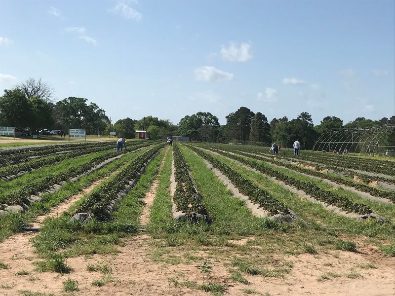 Rows of Sun-Warmed Strawberries Rows of Sun-Warmed Strawberries