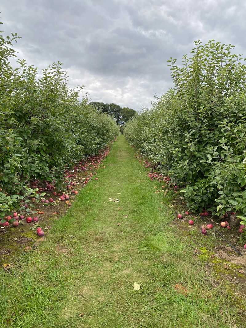 Rows of Trees Ready for Picking Rows of Trees Ready for Picking