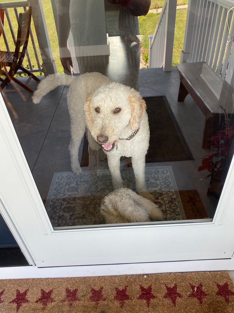 Ruby the Golden Doodle: The Unofficial Mascot