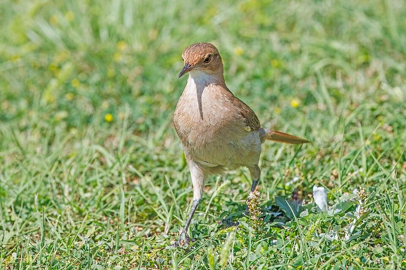 Rufous Hornero - Argentina