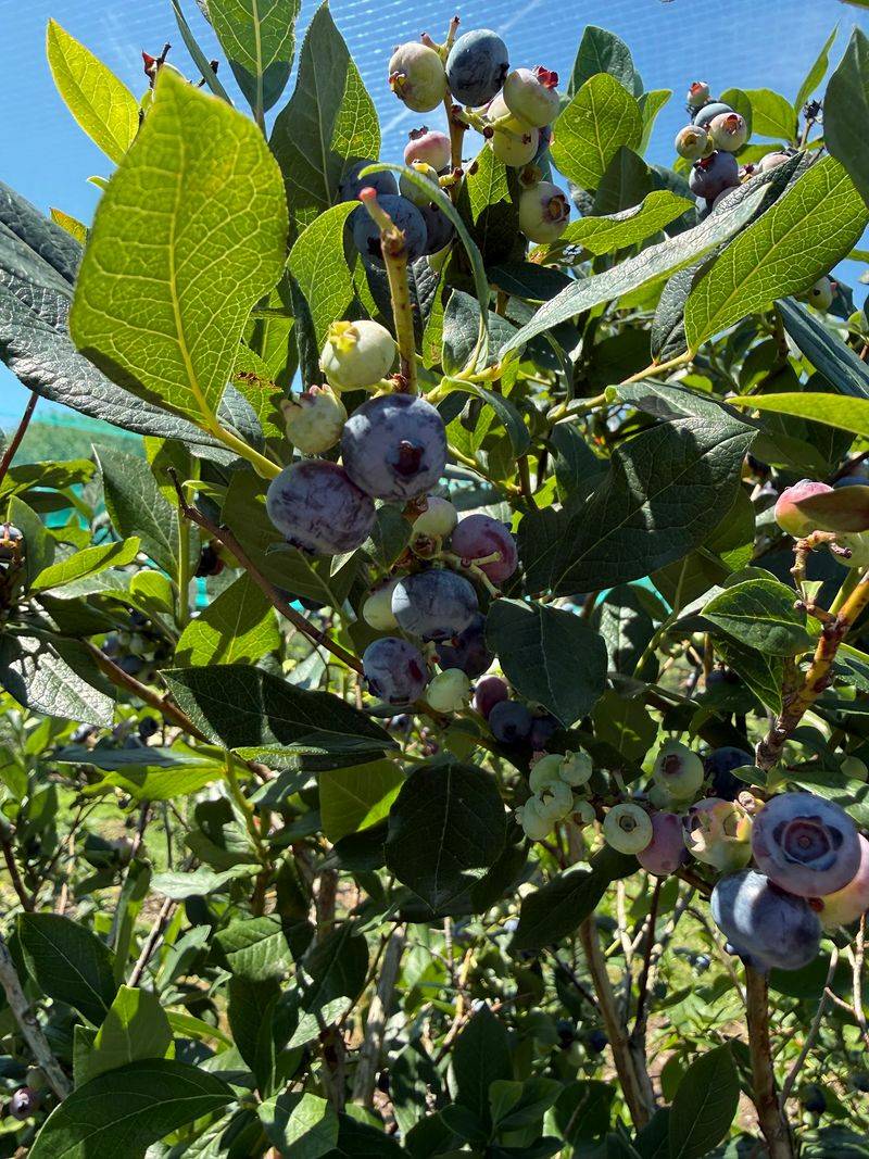 Russell Orchards, Ipswich Russell Orchards, Ipswich