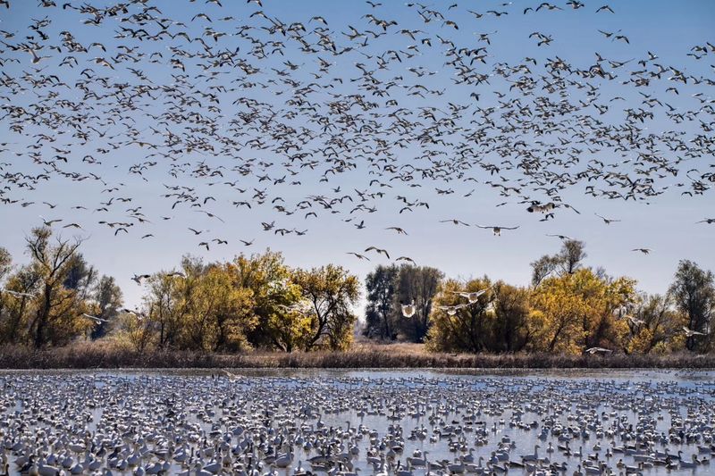 Sacramento National Wildlife Refuge, Willows, California