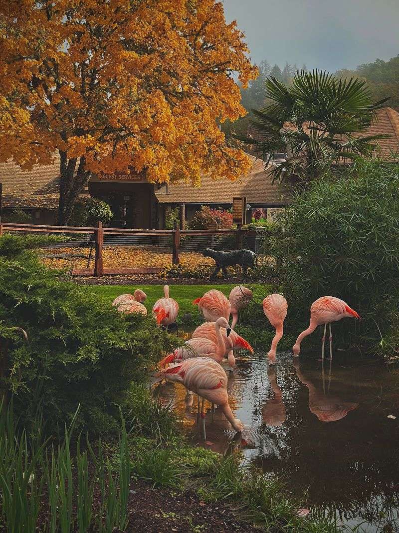 Safari Village: The Walk-Through Side of the Park Safari Village: The Walk-Through Side of the Park