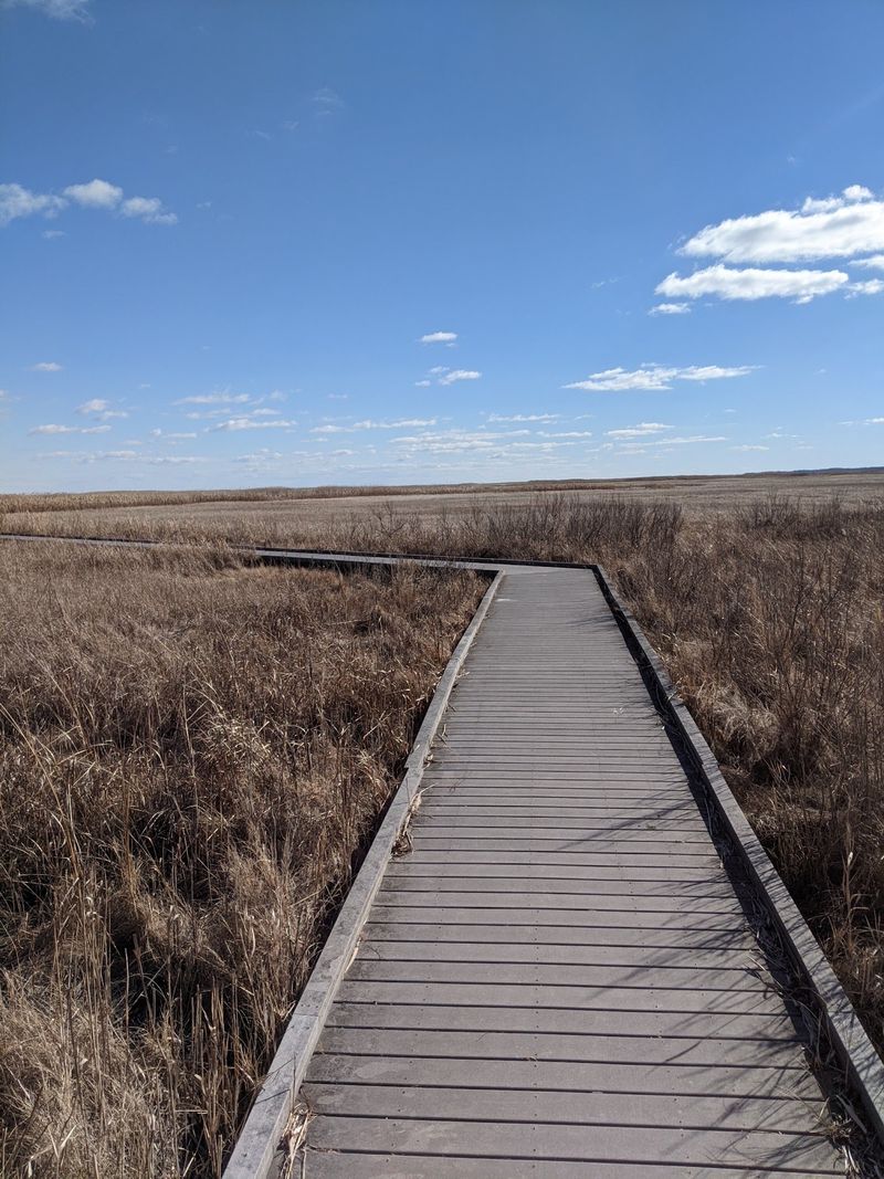 Saltmarsh Boardwalk Trail, Bombay Hook National Wildlife Refuge, Delaware Saltmarsh Boardwalk Trail, Bombay Hook National Wildlife Refuge, Delaware