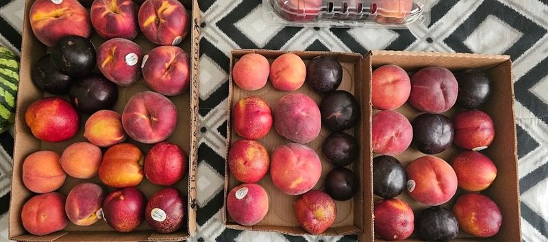 Samples That Help You Pick the Best