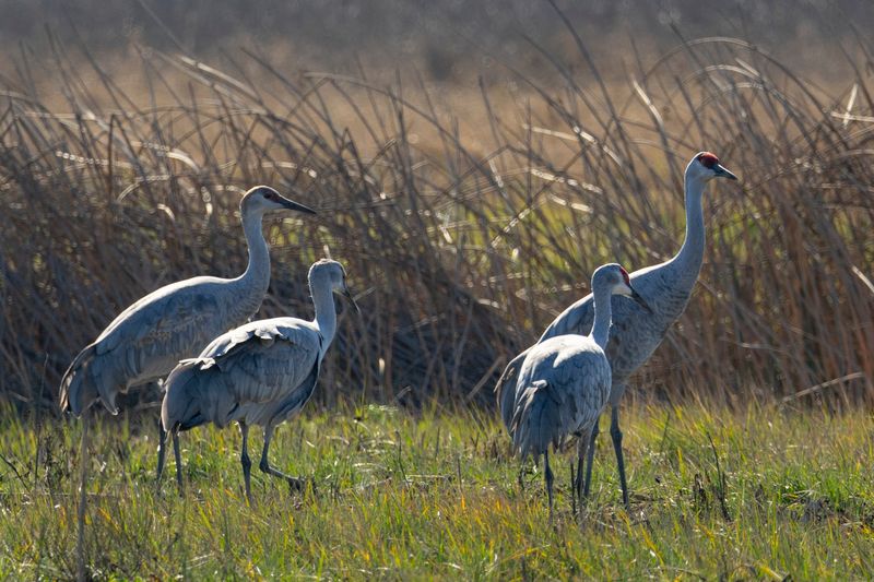 San Luis National Wildlife Refuge, California San Luis National Wildlife Refuge, California