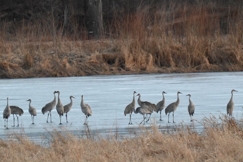 Sandhill Cranes Create an Unforgettable Symphony Sandhill Cranes Create an Unforgettable Symphony