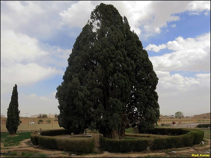 Sarv-e Abarkuh: Possibly Over 4,000 Years Old Sarv-e Abarkuh: Possibly Over 4,000 Years Old