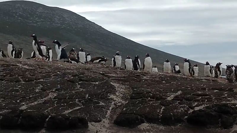 Saunders Island, Falkland Islands Saunders Island, Falkland Islands