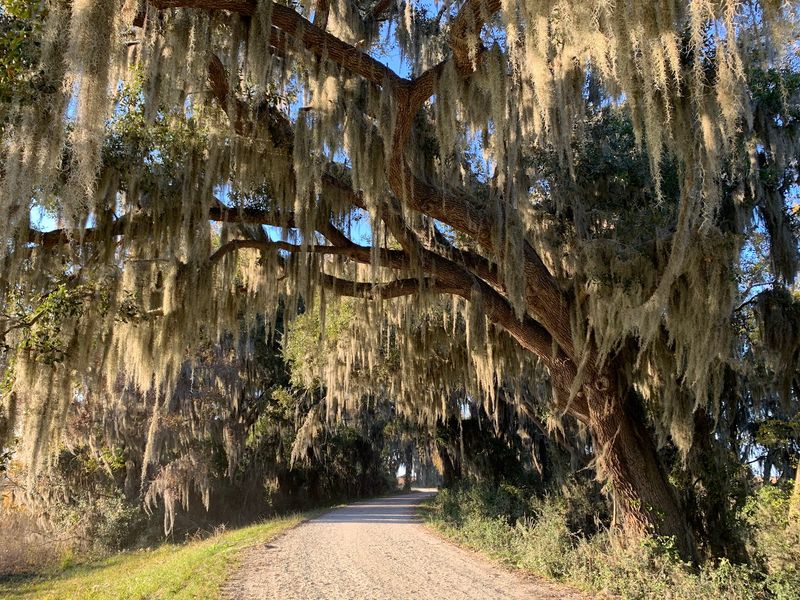 Savannah National Wildlife Refuge, Hardeeville, South Carolina