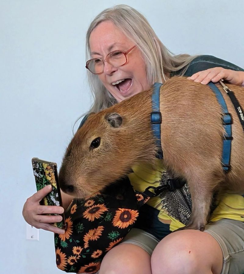 Say Hello to Pippi the Capybara Say Hello to Pippi the Capybara