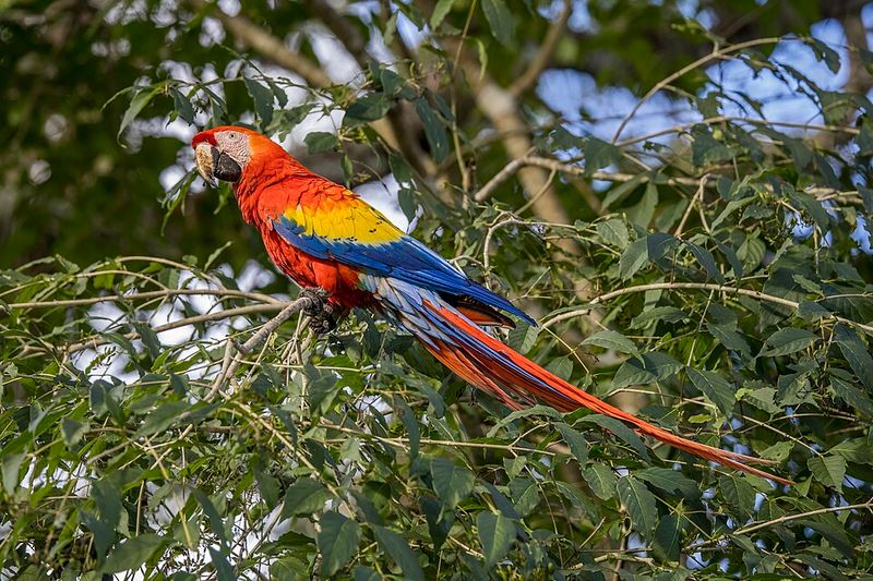 Scarlet Macaw - Honduras