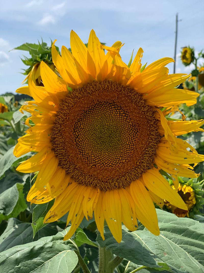 Scenery and Seasonal Sunflowers Scenery and Seasonal Sunflowers