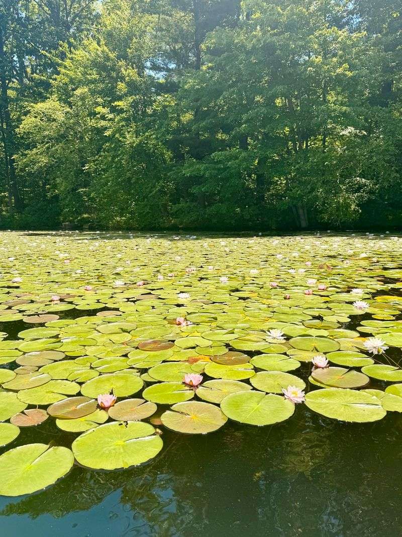Scotts Run Lake: Cold Water, Record Fish, and Lily Pad Magic Scotts Run Lake: Cold Water, Record Fish, and Lily Pad Magic