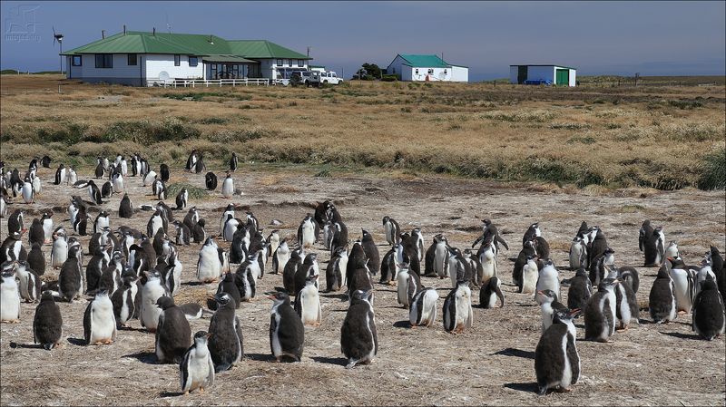 Sea Lion Island, Falkland Islands Sea Lion Island, Falkland Islands