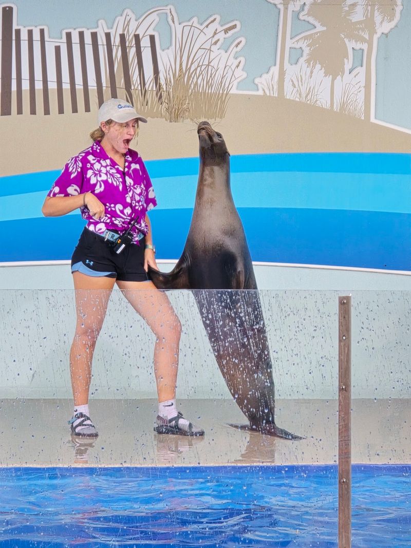 Sea Lions That Steal the Show Sea Lions That Steal the Show