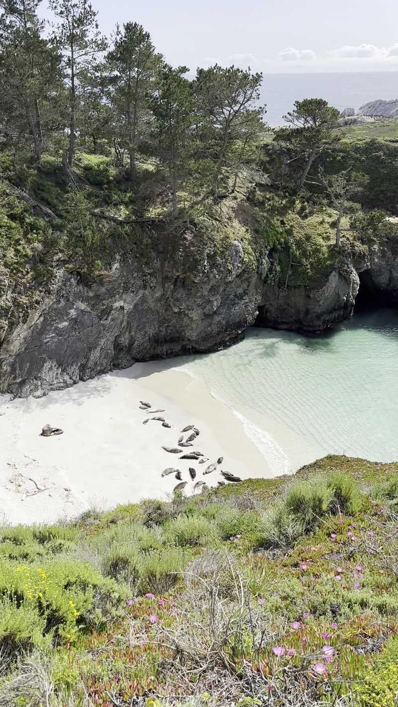 Sea Otters, Seals, And A Wildlife Roll Call