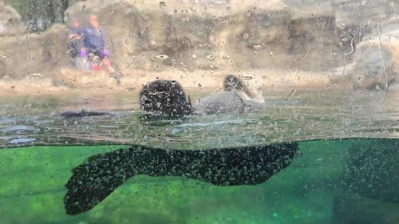 Sea Otters Up Close: The Crowd's Clear Favorite Sea Otters Up Close: The Crowd's Clear Favorite