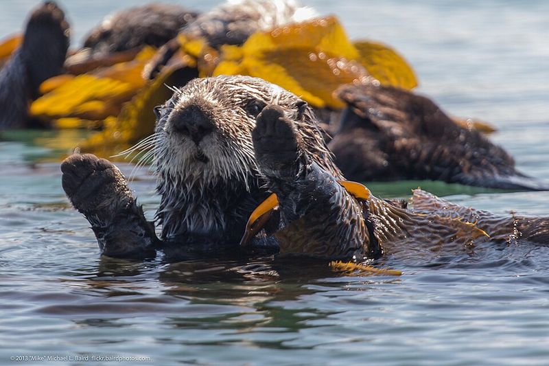 Sea Otters Sea Otters