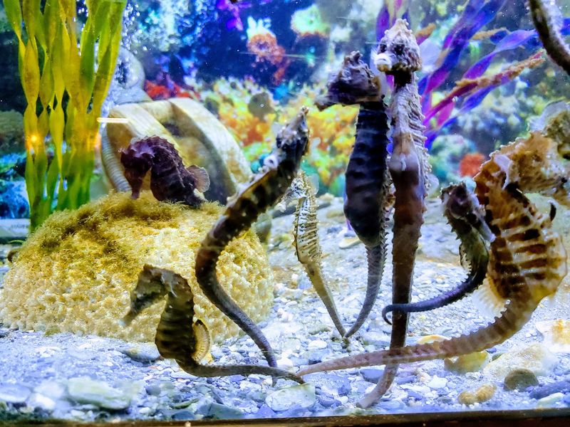 Seahorses, Eels, and Bay Creatures Seahorses, Eels, and Bay Creatures