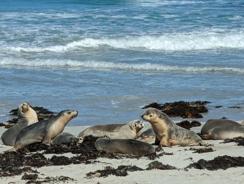 Seal Bay Conservation Park, Kangaroo Island, South Australia Seal Bay Conservation Park, Kangaroo Island, South Australia