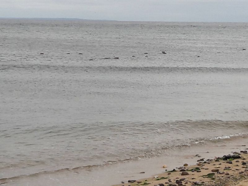 Seals Along the Shoreline Seals Along the Shoreline
