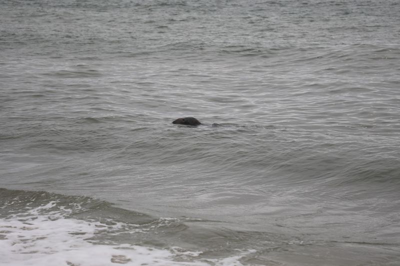 Seals Swimming Just Off the Shore Seals Swimming Just Off the Shore