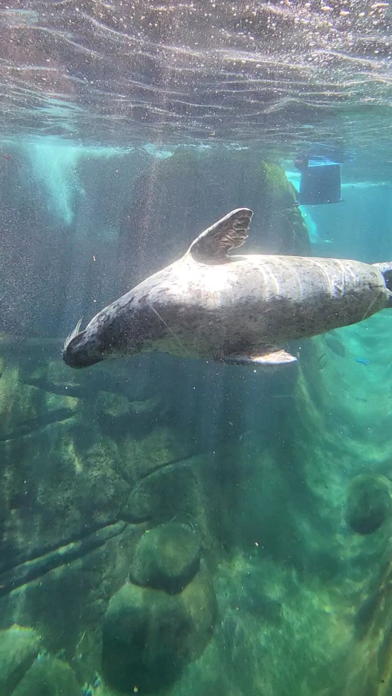 Seals and Sea Lions: Big Personalities in the Water Seals and Sea Lions: Big Personalities in the Water
