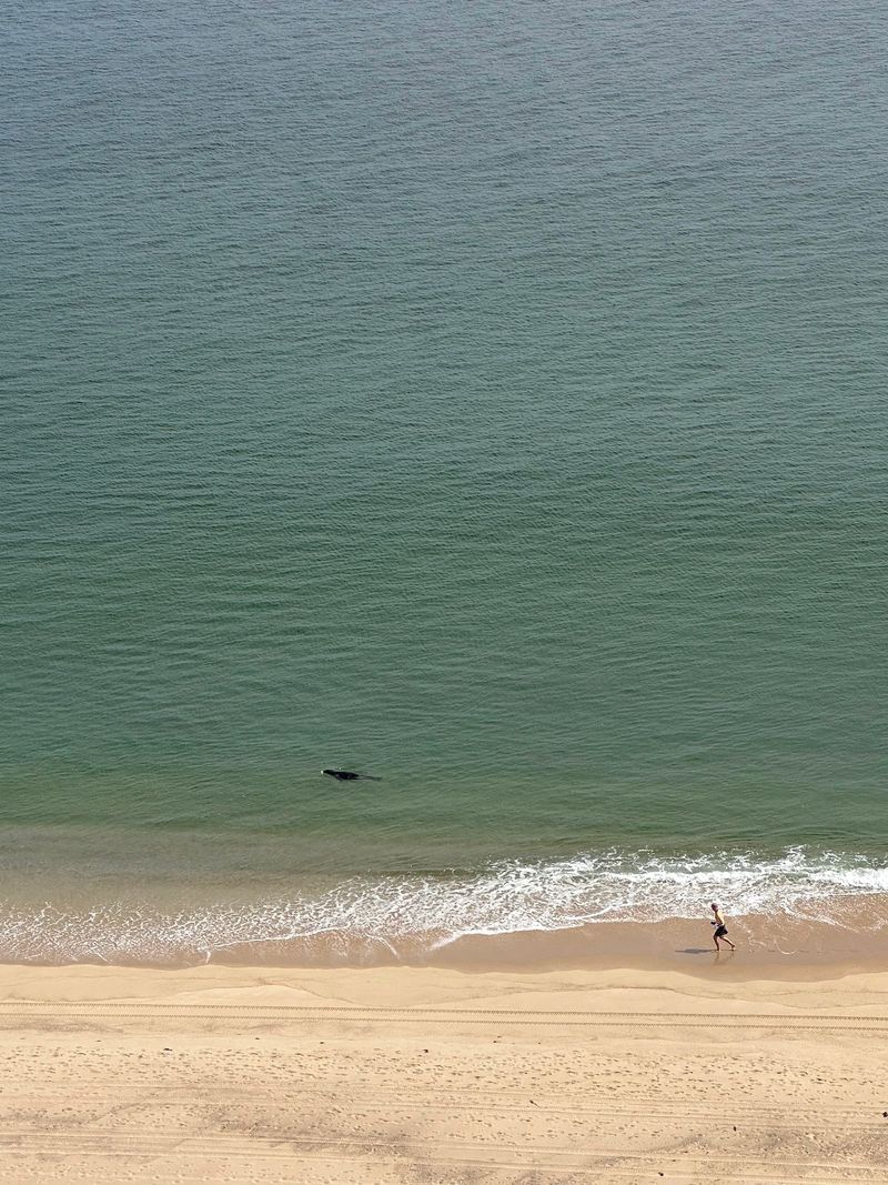 Seals in the Surf and the Wildlife Show
